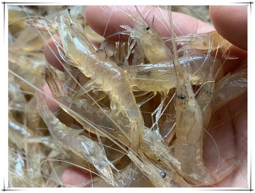  食品飲料 鮮活水產品 魚類 小魚小蝦批發收購,蝦批發市場進貨
