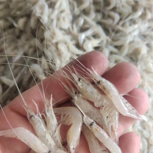 gt;餐飲生鮮>冷凍水產品>冷凍魚類>收購淡水魚老板電話收購葫蘆籽小