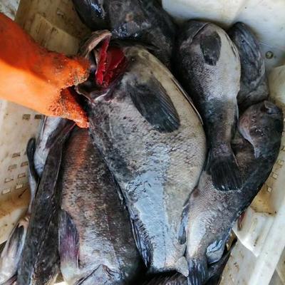 威海水產品批發市場:烏魚花大量上市,市場交易相對旺盛