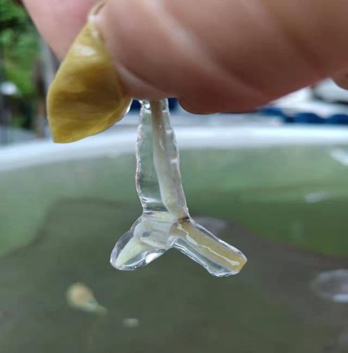 莼小絲 讓 水中人參 變身 致富金苗