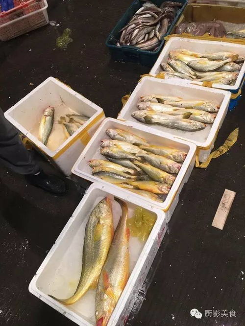 世界上最奇特的魚(yú)類