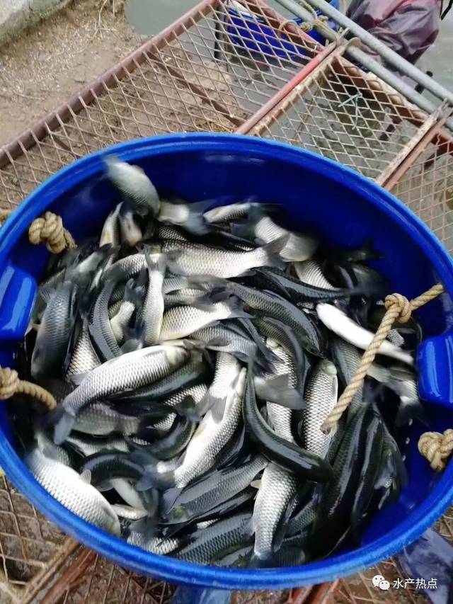 普漲0.2元/斤!草魚(yú)的春天來(lái)了還是回光返照?丨何工報(bào)價(jià)
