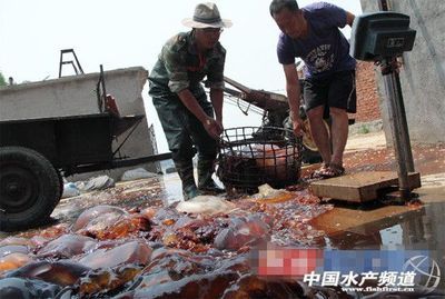 黃海海蜇昨日開(kāi)捕 加工品俏銷南方 - 內(nèi)銷市場(chǎng) - 中國(guó)水產(chǎn)頻道 | 網(wǎng)聚全球水產(chǎn)華人