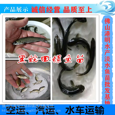 【張家界田螺魚(yú)苗 基地信譽(yù)保證 存活率高螺絲青魚(yú)苗 港明水產(chǎn)魚(yú)苗批發(fā)圖片】張家界田螺魚(yú)苗 基地信譽(yù)保證 存活率高螺絲青魚(yú)苗 港明水產(chǎn)魚(yú)苗批發(fā) - 佛山市高明區(qū)楊和鎮(zhèn)港明魚(yú)苗場(chǎng)