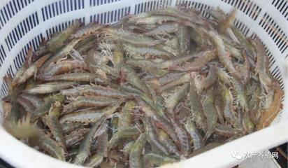 疫情之下,水產品消費疲態已現!合理出魚,落袋為安