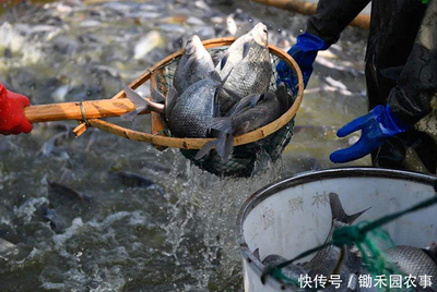 禽類水產銷售難:1天損失近3億,羅非魚、對蝦、小龍蝦壓塘嚴重