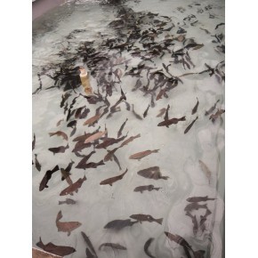 海南嘉潭勃鑫水產品