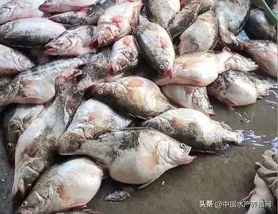 一畝地能養多少鱸魚-鱸魚適合什么地方養殖