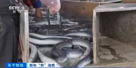 火到日本、韓國!廣東鰻魚集中捕撈 出口市場量價齊升