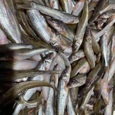 水產(chǎn)收購商電話 小雜魚收購加工企業(yè) 3元一斤小雜魚收購