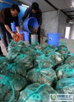 00%自產(chǎn)自銷,天河市場(chǎng)有自己的收購鋪位,量大批發(fā)價(jià)優(yōu)惠[批發(fā)]_鮮活水產(chǎn)品_世界工廠網(wǎng)中國產(chǎn)品信息庫