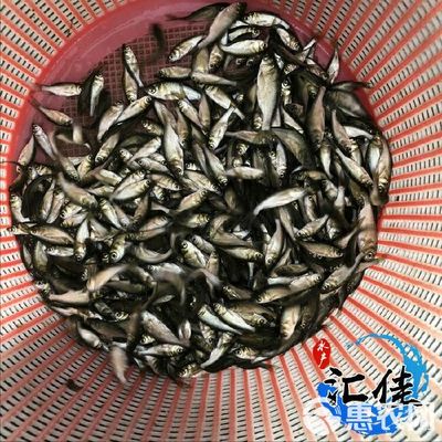 [大頭魚魚苗批發]花鰱苗 價格0.5元/尾