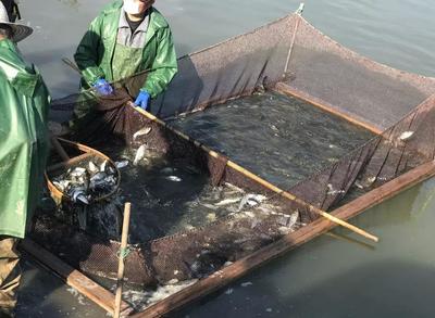 春暖花開,19萬尾魚苗從崇明放入長江