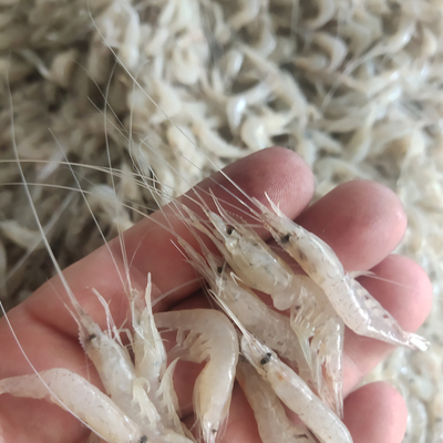 大量收購死魚死蝦各種水產,飼料廠回收死魚,死魚回收價格