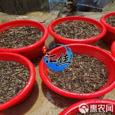 [泥鰍苗批發]泥鰍苗 價格0.07元/尾