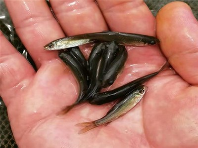 收購青魚苗養殖銷售-青魚苗養殖-活潑水產