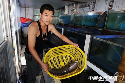 山東青島膠州灣漁民捕獲2頭長吸盤魚 - 圖說水產 - 中國水產頻道 | 網聚全球水產華人