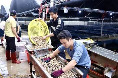 投喂生蠔、魷魚、螃蟹?水產“新貴”東風螺,到底是怎么養的?