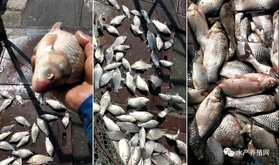 草魚鯽魚繼續上漲,部分區域鯽魚死魚多!上半年魚價還會繼續堅挺