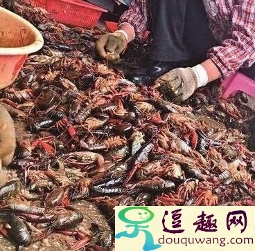 曝光蝦仁制作過程死蝦做原料水產死蝦收購內幕湖北外婆家食品死蝦做蝦仁_娛樂猛回頭_逗趣網