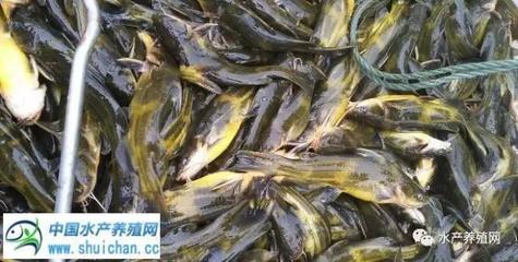 四川鑫平春水產飼料
