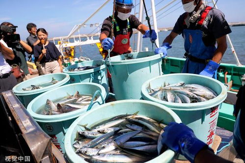 中國全面暫停進口后,日本政府擬追加200億日元支持漁業企業
