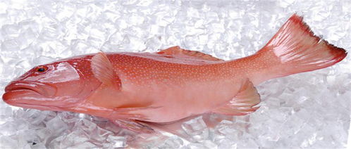 國慶節吃什么魚 三種高品質海魚,美味營養高蛋白,關鍵是價格還很便宜