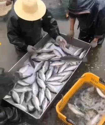 有漲有跌,加州鱸魚后市價格會怎么走?