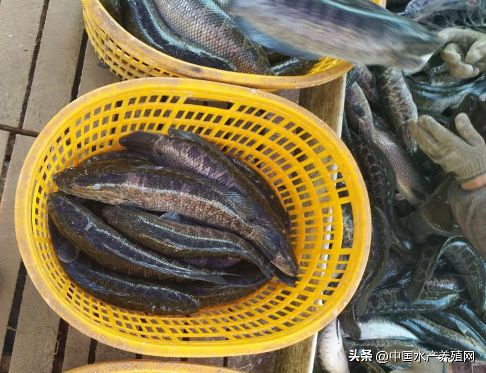 全線跌價!一天一個價,養殖戶恐慌性賣魚!今年黑魚會不會暴雷?