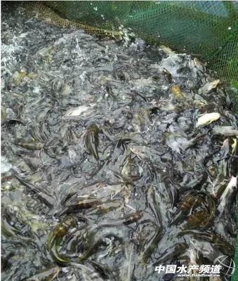 黃顙魚價格持續上漲 魚苗需求量旺盛 近期降溫須防好病