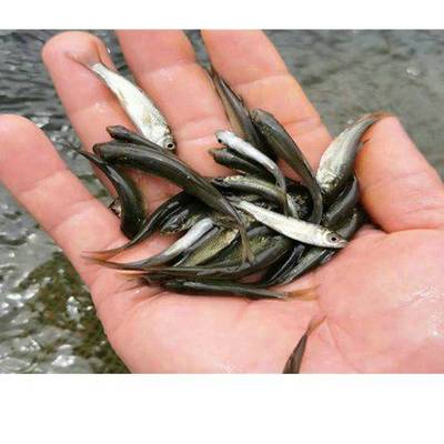 【青魚苗 收購青魚苗 活潑水產 收購青魚苗直銷圖片】青魚苗 收購青魚苗 活潑水產 收購青魚苗直銷圖片大全