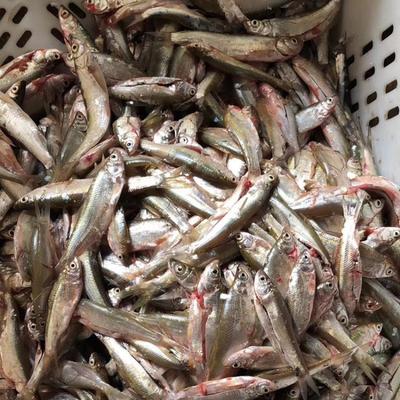 水產收購商電話 小雜魚收購加工企業 3元一斤小雜魚收購