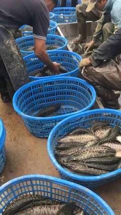加州鱸魚又跌價!黑魚價格回暖起來了,養殖戶笑了!