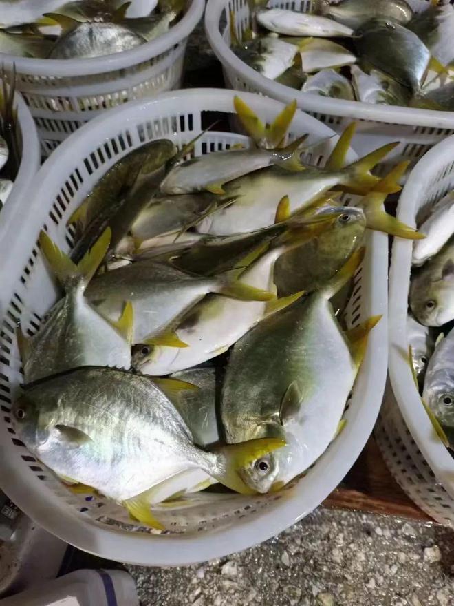 一路狂飆!鱖魚最高53元/斤!鯽魚、石斑魚、金鯧魚行情亮眼!