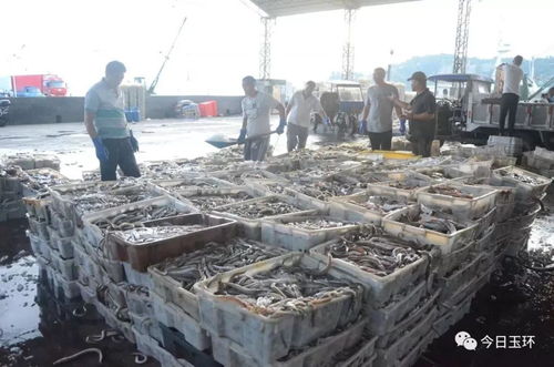 臺州這些超鮮的海鮮上岸啦 帶魚批發(fā)只要1元一斤