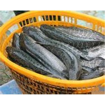 襄陽市高粱|大量收購高粱|汈汊湖水產養殖-企匯網