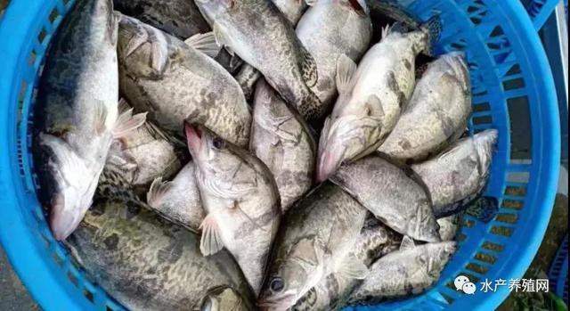沖刺春節!鱖魚鱸魚黑魚黃骨鮰魚繼續漲價!疫情影響依然不能忽視