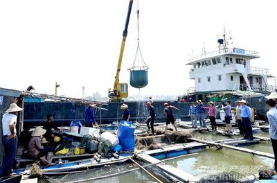 廣東湛江坡頭1500多噸活魚“跳上岸” 清障工作順利推進 - 綜合資訊 - 中國水產頻道 | 網聚全球水產華人