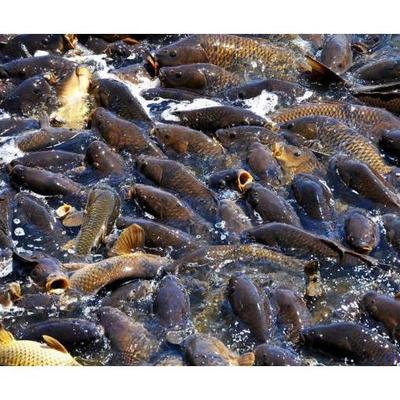 *鯽魚養殖