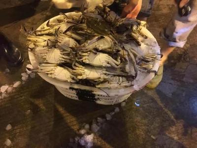 第一網梭子蟹、水潺“抵達戰場”!批發價格感人