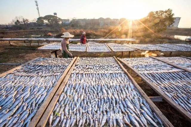 百鄉萬戶調查 | 漁民上岸變工人 水產加工助脫貧