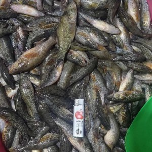 海鮮白蝦鮮活