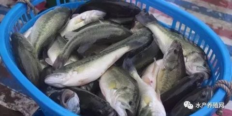 賣出歷史最高價?這條魚今年最賺錢,也是最危險的魚!