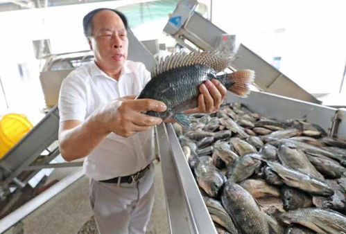 湛江千護寶公司今年銷往香港水產品達千噸