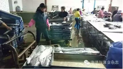 廣東饒平:天災(zāi)過后 從不收鮸魚的加工企業(yè)市場價收購鮸魚-畜牧人才網(wǎng)