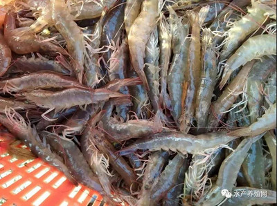 1.5萬斤對蝦缺氧死了!25條對蝦塘口價最高50元,市場卻經(jīng)常爛市未來蝦價怎么走