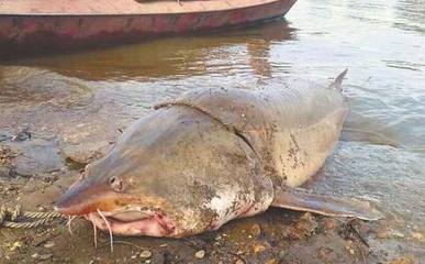 漁民捕千斤大鰉魚,被水產(chǎn)研究所收購,價格達到20萬左右
