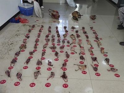 以水產(chǎn)品作掩護買賣野生動物,這伙人被抓
