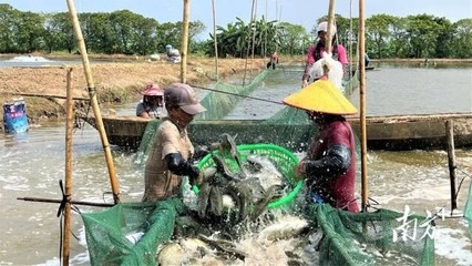 振興國鱸,年貨新IP!認定“斗門造”!