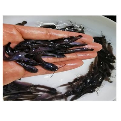 魚水產藥
